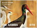 Black Stork (Ciconia nigra)