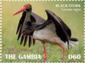 Black Stork (Ciconia nigra)