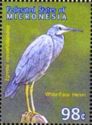 White Face Heron (Egretta novaehollandiae)