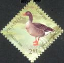 Greylag Goose (Anser anser)