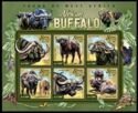 African Buffalo (Syncerus caffer)