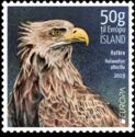 White-tailed Eagle (Haliaeetus albicilla)