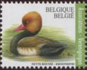 Red-crested pochard - Netta rufina