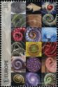 Collection of spiral shapes in nature