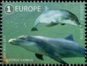 Common Bottlenose Dolphin (Tursiops truncatus)