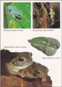 Amphibians. Frogs.