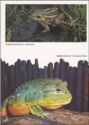 Amphibians. Frogs.
