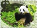 Giant Panda (Ailuropoda melanoleuca)