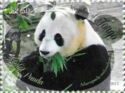 Giant Panda (Ailuropoda melanoleuca)