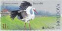 White Stork (Ciconia ciconia)