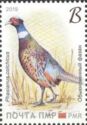 Common Pheasant (Phasianus colchicus)