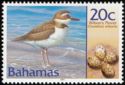 Wilson's Plover (Charadrius wilsonia) 