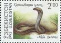 Central Asian Cobra (Naja oxiana)