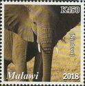 Elephants