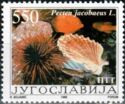 Mediterranean Scallop (Pecten jacobaeus)