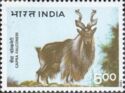 Markhor (Capra falconeri)