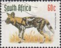 Cape Wild Dog (Lycaon pictus pictus)