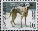 Abandoned Dog (Canis lupus familiaris)