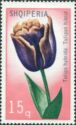 Tulip