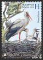 White Stork (Ciconia ciconia)