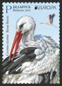 White Stork (Ciconia ciconia)