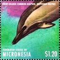Short-beaked Common Dolphin (Delphinus delphis)