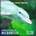 Common Bottlenose Dolphin (Tursiops truncatus)