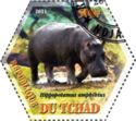 Hippopotamus (Hippopotamus amphibius)