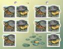 Endangered Turtles - Booklet