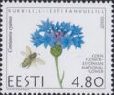Estonian National Flower - Cornflower (Centaurea cyanus)