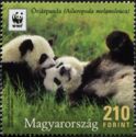 Giant Panda (Ailuropoda melanoleuca)