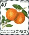 Orange (Citrus sinensis)