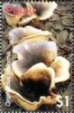 Omphalotus nidiformis