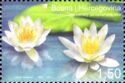 Water Lily (Nymphaea alba)