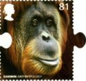 Bornean Orangutan (Pongo pygmaeus)