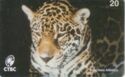 Onça Pintada - N 24