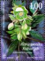 Herzegovinian hellebore (Helleborus hercegovinus)