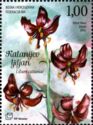 Cattani Lily (Lilium cattaniae)