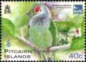 Henderson Fruit-dove (Ptilinopus insularis)