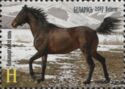 Novokyrgyz Horse (Equus ferus caballus)