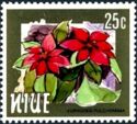 Poinsettia (Euphorbia pulcherrima)