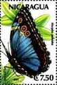 Common Morpho (Morpho peleides)