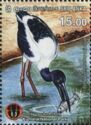Black-necked Stork (Ephippiorhynchus asiaticus)