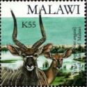 Nyala (Tragelaphus angasii)