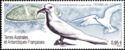 Common White Tern (Gygis alba)