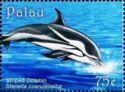 Striped Dolphin (Stenella coeruleoalba)