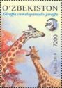Cape Giraffe (Giraffa camelopardalis giraffa)
