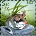 European Garden Dormouse (Eliomys quercinus)