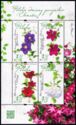 Clematis Varieties of Poland