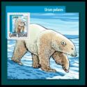 Polar Bear (Ursus maritimus)